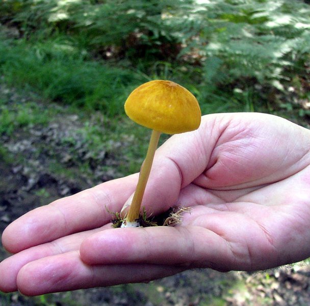 Pluteus leoninus 3
